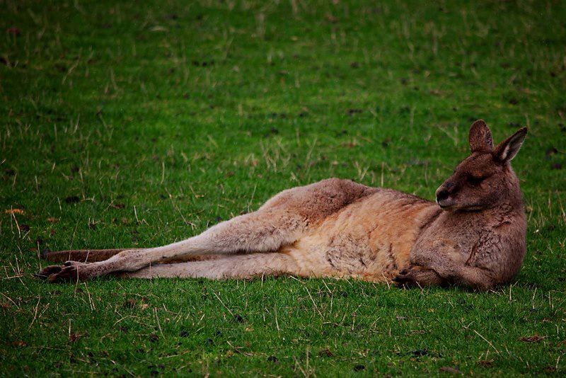 Alo, mala, di si, dođi!