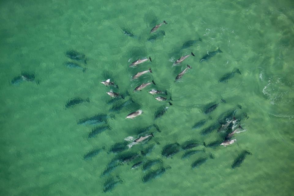 Jato dupina na jutarnjem treningu