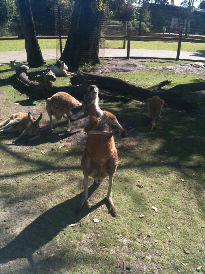 Klokan pozer dignuo nos do neba