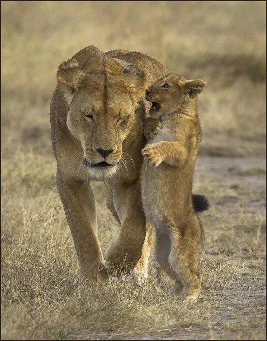 Mama, znam da si rekla da ne smijem biti tužibaba...