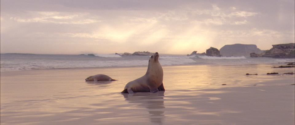 Morski lav uživa u zalasku sunca