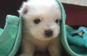 Kakav mali mucasti slatkiš :)