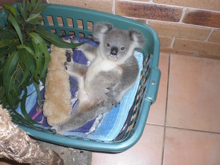 Slatka koala se udobno zavalila u košaru