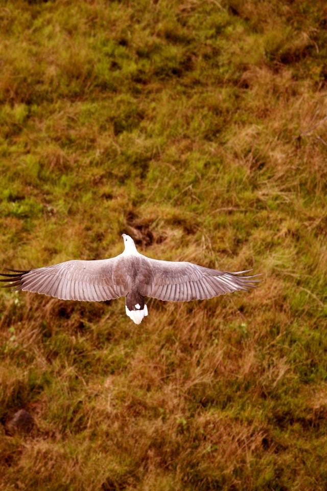 Orao zna što je uživanje u slobodi...