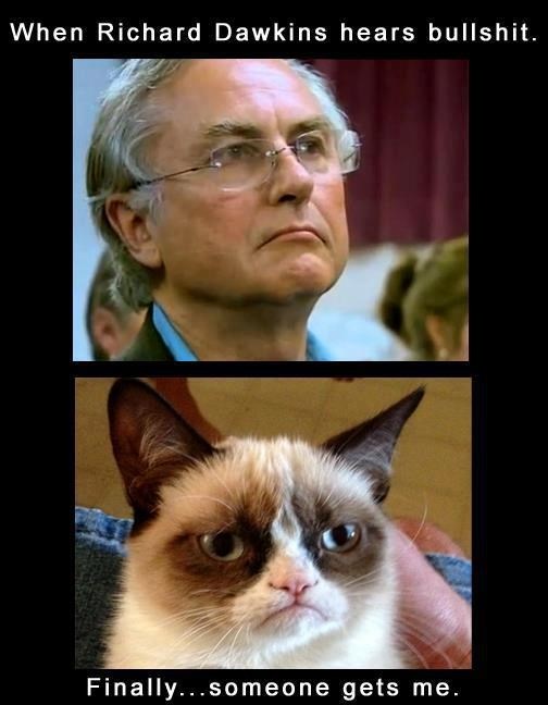 Mrzovoljni mačak konačno našao srodnu dušu