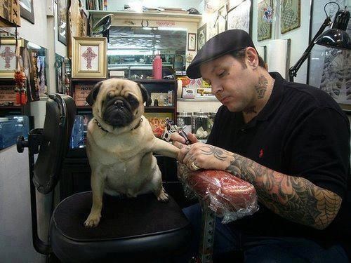 Mopsić dao šapicu na tetoviranje: Budi frajer i stisni zube!