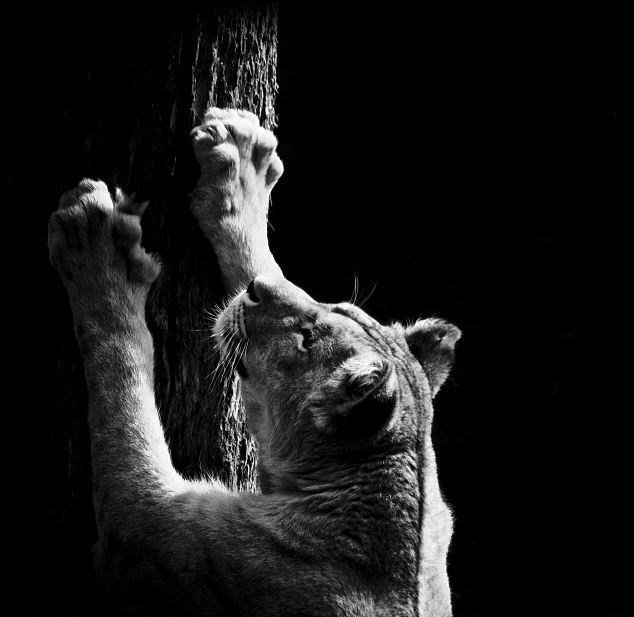 Vrijeme je za oštrenje kandži...