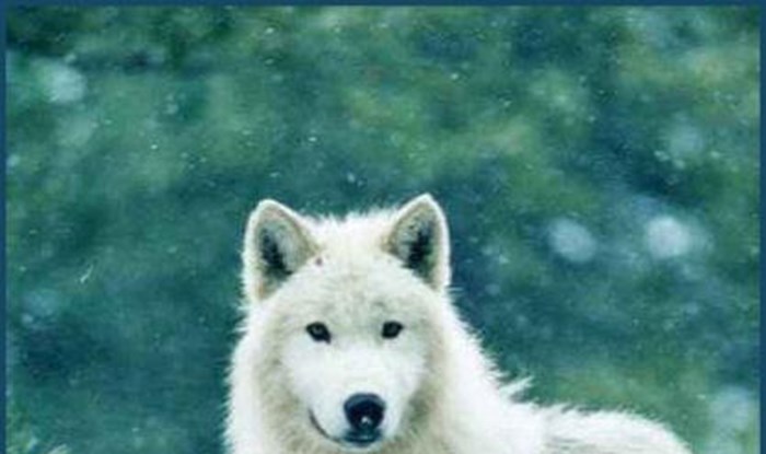 Preslatki bijeli vukovi