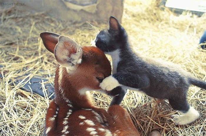 Bambi i mica dali si pusice za laku noć