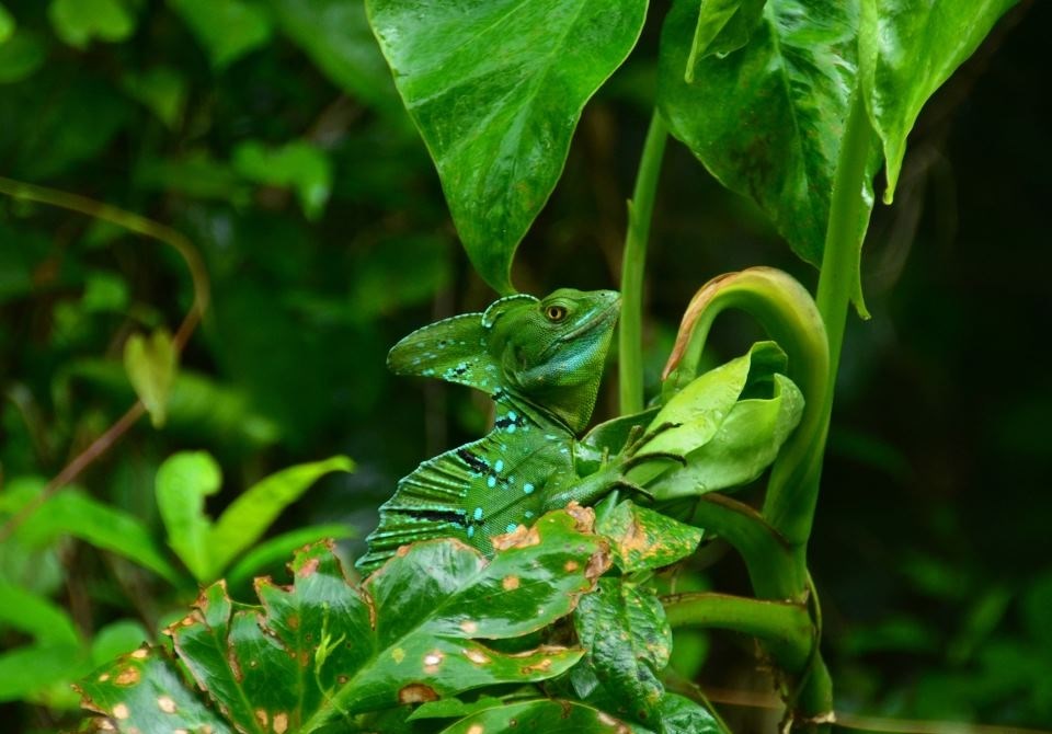 Gušterić se sakrio u zelenilu
