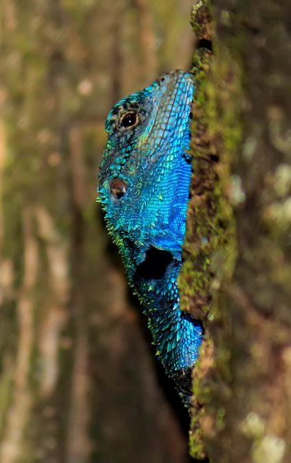 Gušter se igra skrivača