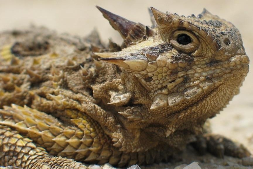 Kaktus-gušter uživa na suncu