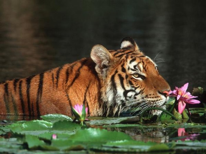Tigar romantičar uživa u mirisu lopoča