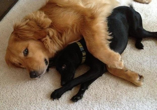 Četveronožni frendovi spremaju se na zajednički spavanac