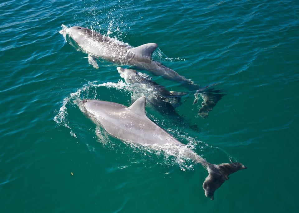 Obitelj dupina uživa u plivanju
