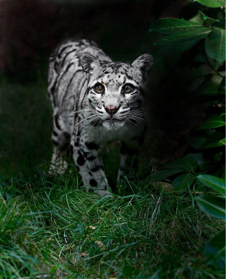 Mali snježni leopard u šetnji livadom