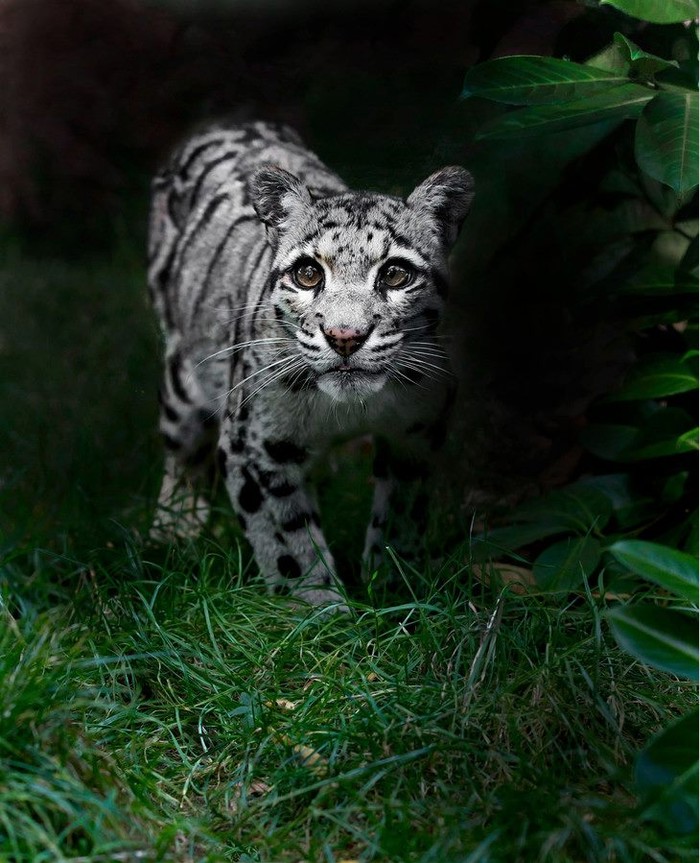 Mali snježni leopard u šetnji livadom