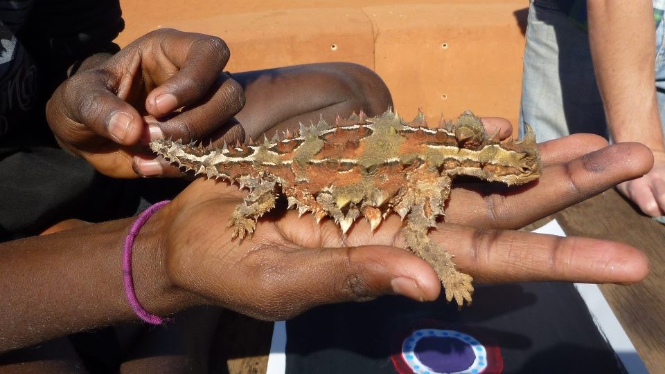 Gušter se kamuflirao u kaktus