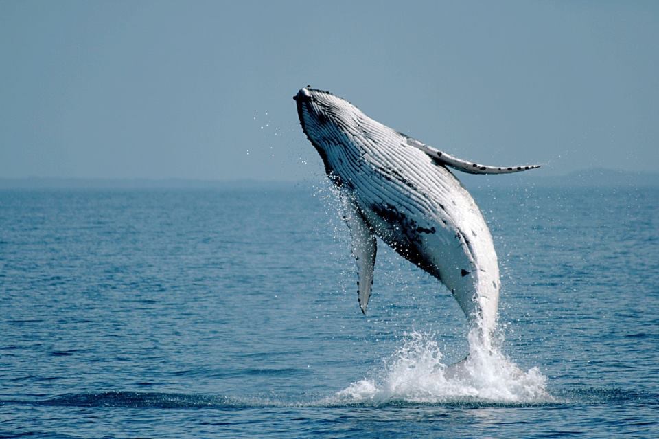 Kit vježba vratolomije: Još malo i usavršit će salto mortale