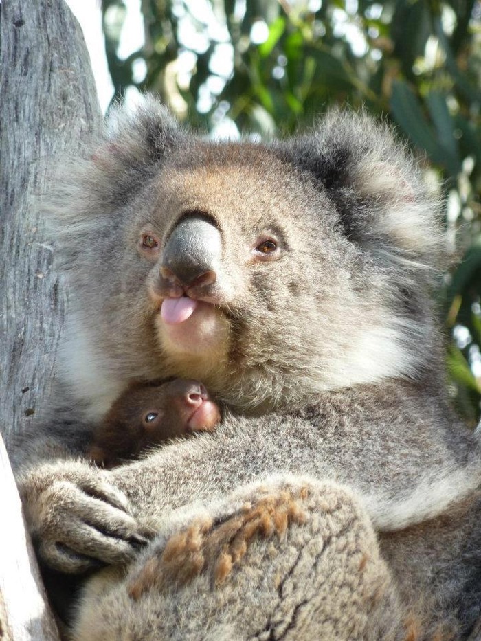 Koala bebača od malih nogu uči beljenju fotografima