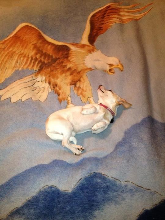 Jadan psić prekasno shvatio što ga je snašlo