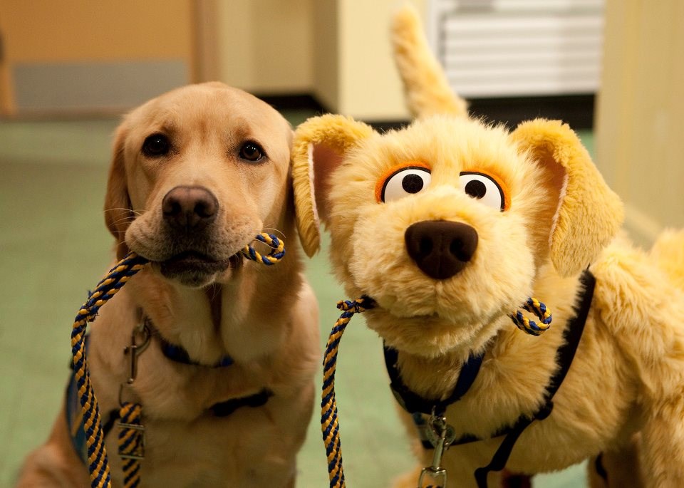 Vodiš nas u šetnjicu, jel da?