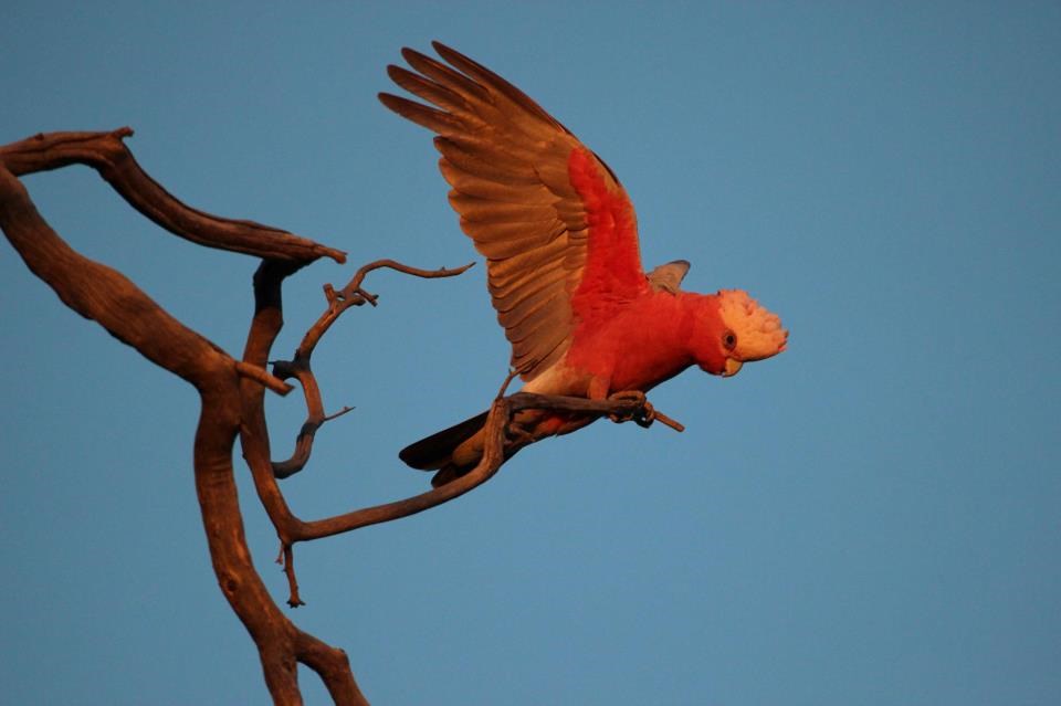 Papiga spremna za let