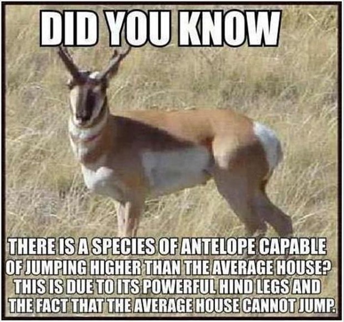 Antilope superskakačice preskoče i kuću