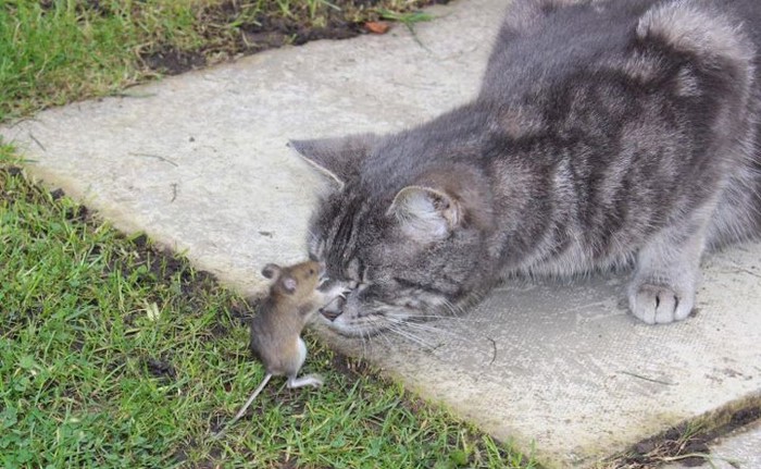 Tom i Jerry u stvarnom svijetu :)