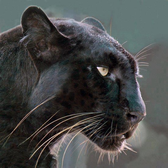 Crna pantera odlučila pozirati iz profila