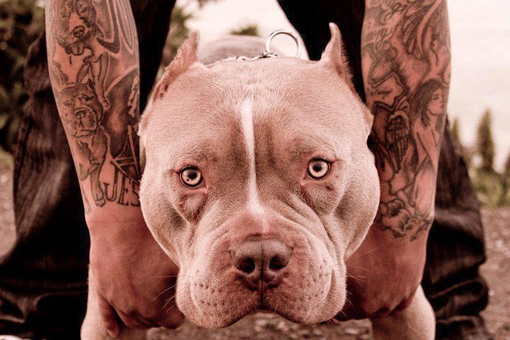 Ljepotan spremno pozira (a ja biram i gazdu i psa)