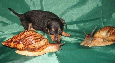 Sićušni peso upoznaje puževe