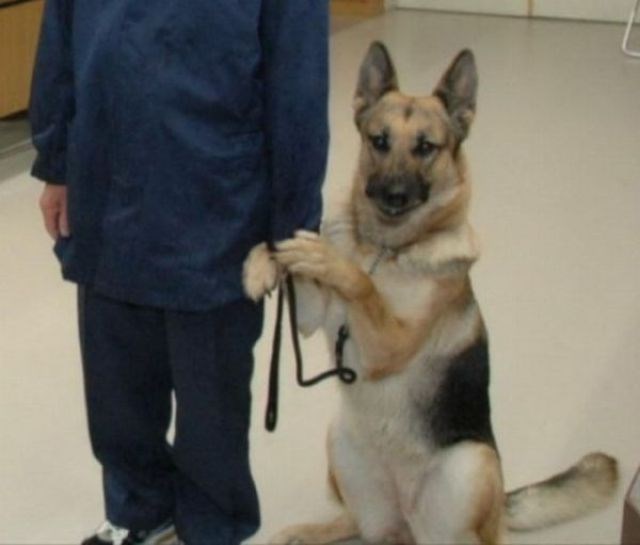 Aj, gazda, lakše malo, pa nemoj odmah skočit na njega!