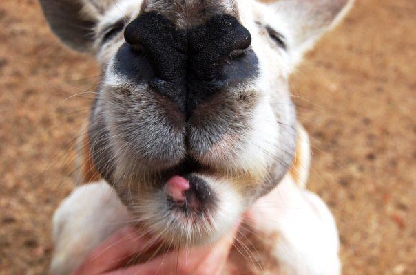 Daaaaaj miiiii puuuuusuuuuu!!!