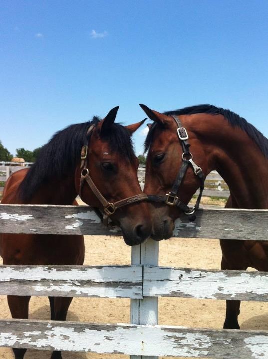 Konj nježno došao užicati pusu od svoje drage