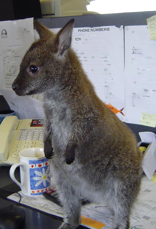 Slatki mali klokan svratio na jutarnju kavu