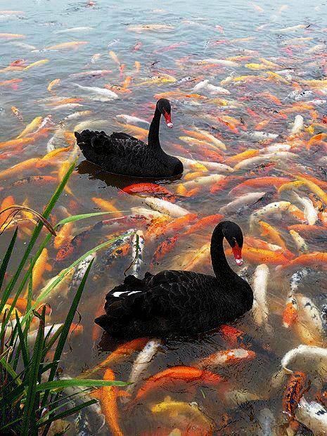 Crni labudovi zapeli u prometnoj gužvi