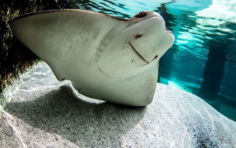 Kad se morski pas smije, znaš da ti se loše piše...