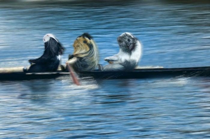 Veslačka reprezentacija zamoraca spremna za OI