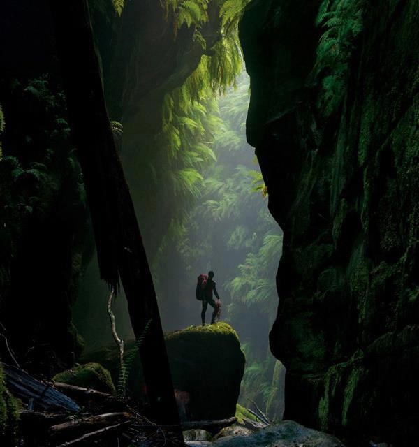 Prizor kao iz "Knjige o džungli"