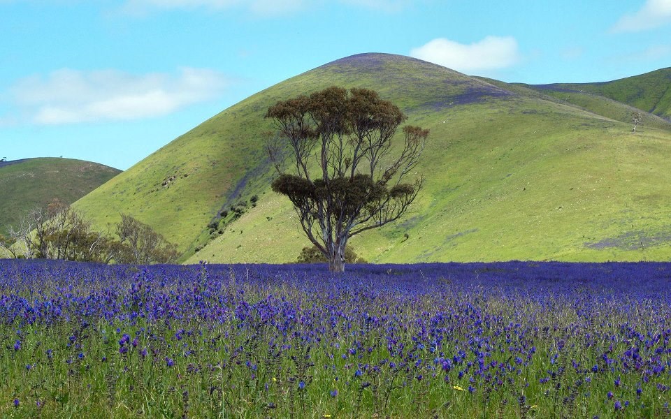 Ljubičasto-zelena idila