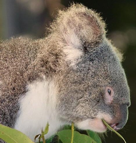 Koala uživa u finom lišću