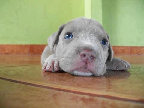 Pogled kojem je nemoguće odoljeti