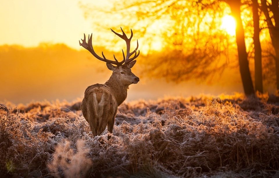 Zamišljeni jelen pozira u hladni zimski suton