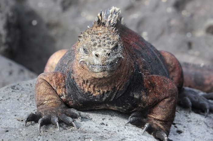 Ova iguana i nije nešto dobre volje...