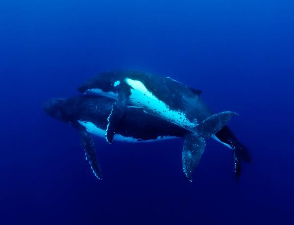 Kit zagrlio svoju dragu