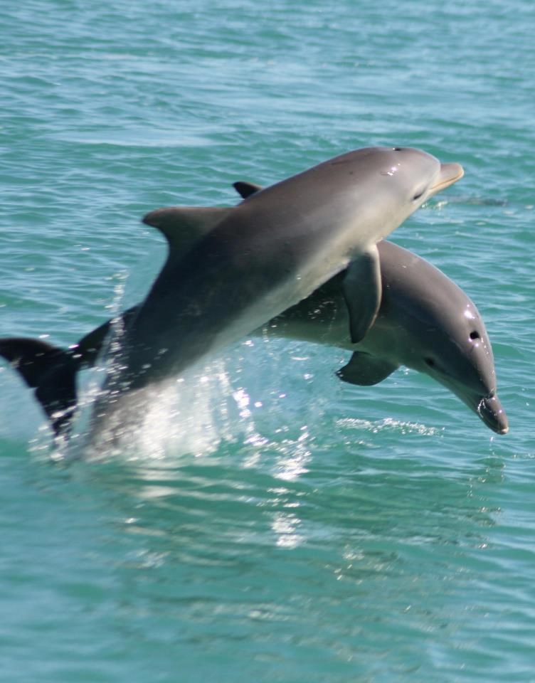 Zaigrani dupini preskaču jedan drugog