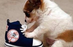 Žvakanje cipela vježba od "malih šapica" :)