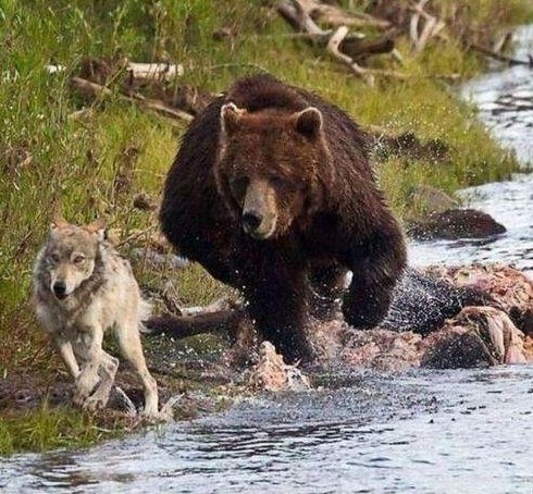 Nisam ja pričao viceve o tebi, zeko je!