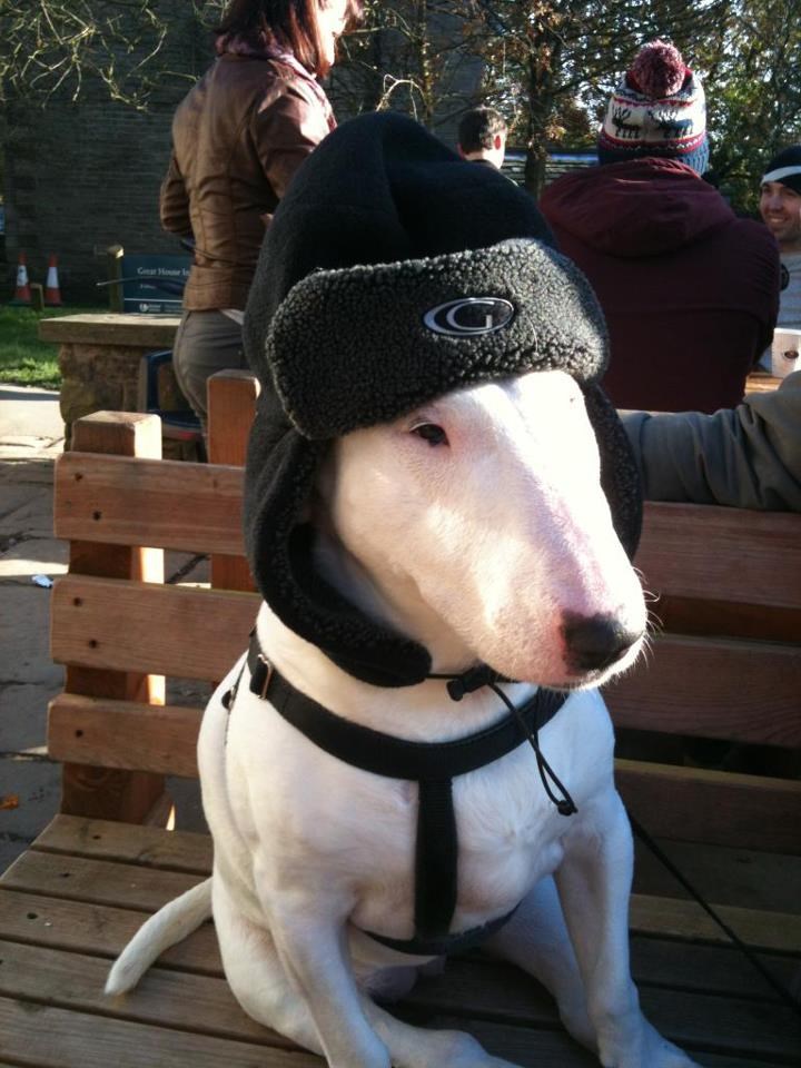 Vladimir Putin psećeg svijeta